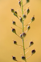 Huttentut; Gold-of-pleasure; Camelina sativa subsp. alyssum