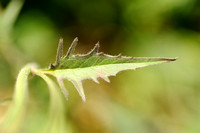 Bochtig Havikskruid; Hieacium maculatum; Spotted Hawkweed;
