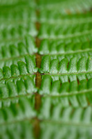 Geschubde Mannetjesvaren - Scaly Male fern - Dryopteris affinis