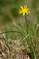Kleine schorseneer - Viper's-grass - Scorzonera humilis