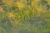 Grof hoornblad; Rigid hornwort; Ceratophyllum demersum