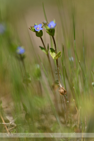 Vroege ereprijs; Breckland Speedwell; Veronica praecox