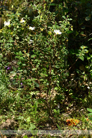 Cytinus hypocistis subsp. Hypocistis