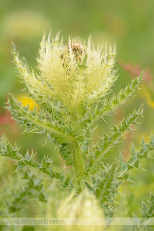 Stekelige Vederdistel; Cirsium spinosissimum