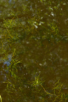 Schedefonteinkruid - Fennel Pondweed - Potamogeton pectinatus