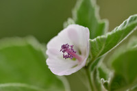 Heemst; Common marsh mallow; Althaea officinalis;