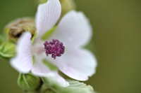 Heemst; Common marsh mallow; Althaea officinalis;