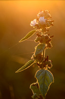 Heemst; Common Marsh mallow; Althaea officinalis