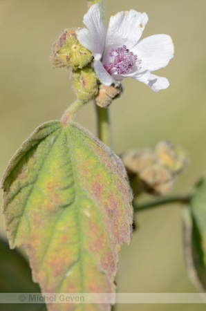 Heemst; Common Marsh mallow; Althaea officinalis