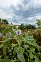 Heemst; Common marsh mallow; Althaea officinalis;