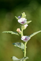 Heemst; Common marsh mallow; Althaea officinalis;