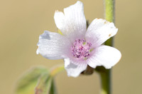 Heemst; Common Marsh mallow; Althaea officinalis