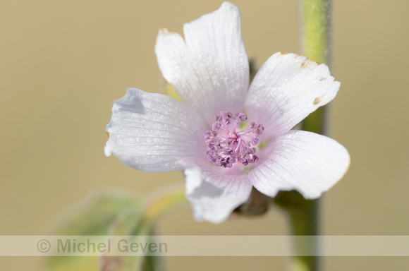 Heemst; Common Marsh mallow; Althaea officinalis