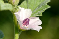 Heemst; Common marsh mallow; Althaea officinalis;