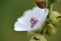 Heemst; Common marsh mallow; Althaea officinalis;