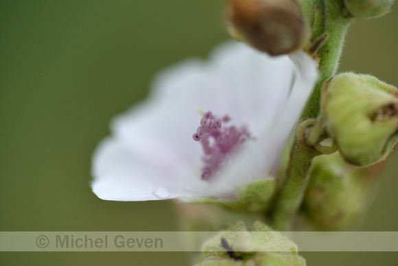 Heemst; Common marsh mallow; Althaea officinalis;