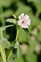 Heemst; Common marsh mallow; Althaea officinalis;