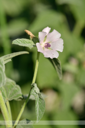 Heemst; Common marsh mallow; Althaea officinalis;