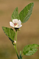 Heemst; Common marsh mallow; Althaea officinalis