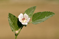 Heemst; Common marsh mallow; Althaea officinalis