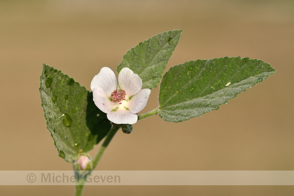 Heemst; Common marsh mallow; Althaea officinalis