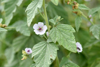 Heemst; Common marsh mallow; Althaea officinalis;