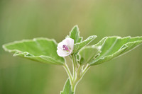 Heemst; Common marsh mallow; Althaea officinalis;