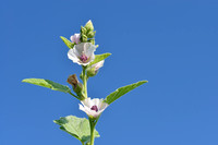 Heemst; Common marsh mallow; Althaea officinalis;