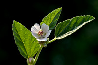 Heemst; Common marsh mallow; Althaea officinalis