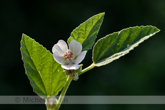 Heemst; Common marsh mallow; Althaea officinalis