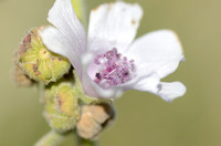 Heemst; Common Marsh mallow; Althaea officinalis