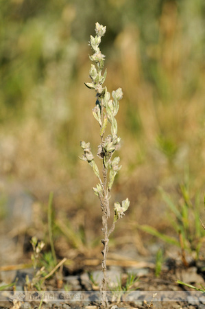 Akkerviltkruid; Field Cudweed; Filago arvensis;