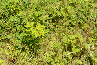 Zoete Haarbraam; Rubus gratus