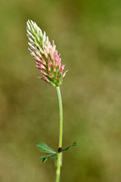Longheaded Clover; Trifolium incarnatum subsp. molinerii