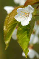 Zure Kers; Prunus cerasus; Sour cherry