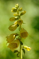 Groot Vingerhoedskruid; Digitalis grandiflora; Large yellow foxg