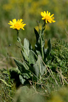 Gemskruiskruid; Chamois Ragwort; Senecio doronicum subsp. doronicum