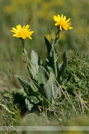 Gemskruiskruid; Chamois Ragwort; Senecio doronicum subsp. doronicum