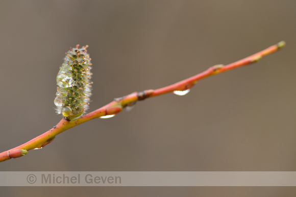 Berijpte wilg; Violet Willow; Salix daphnoides