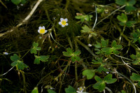 Kleine waterranonkel; Thread-leaved Water-crowfoot; Ranunculus t