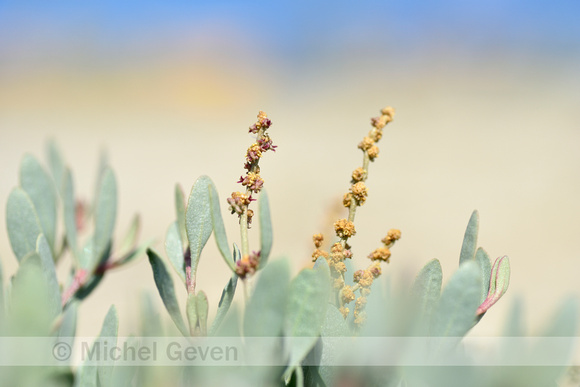 Gewone zoutmelde; Sea purslane; Atriplex portulacoides