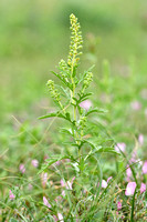 Zandambrosia; Perennial Ragweed; Ambrosia psilostachya
