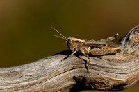 Alpenratelaar - Eisentraut's Bow-winged Grasshopper - Chorthippus eisentrauti