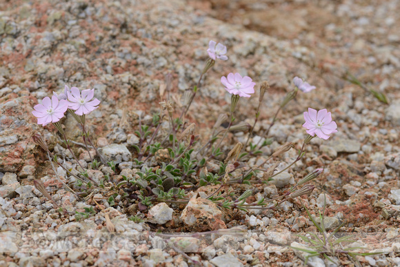 Silene sericea;