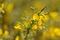 Corsicaanse brem; Genista corsica;