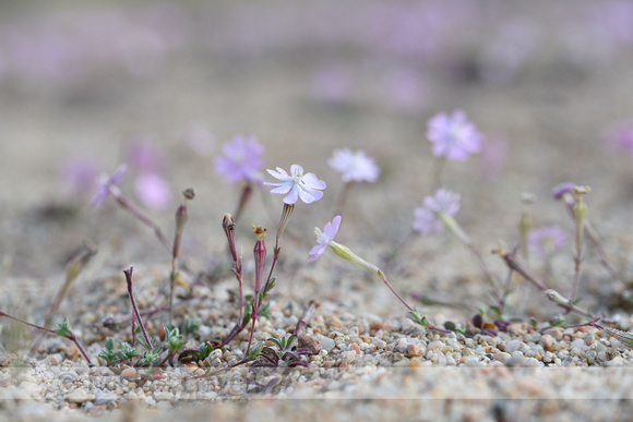 Silene sericea