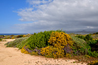 Genista corsica