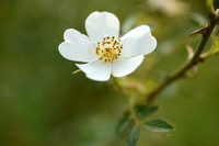 Beklierde heggenroos; Round-leaved Dog-rose; Rosa balsamica