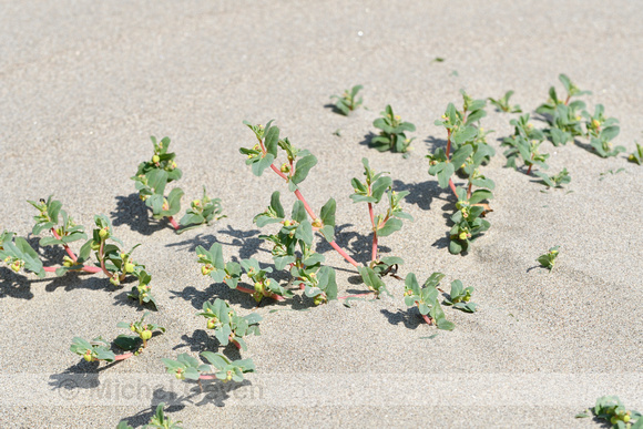 Euphorbia peplis