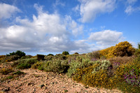 Genista corsica